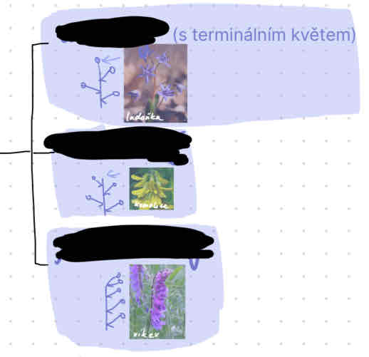<p>- jednoduché hroznovité květenství<br>- na hlavním vřetenu nevětvené postranní větve<br>- ukončený květem - má terminální květ<br>- neukončený květem - nemá terminální květ<br>- jednostranný - všechny květy má na jednu stranu (Vicia)</p>