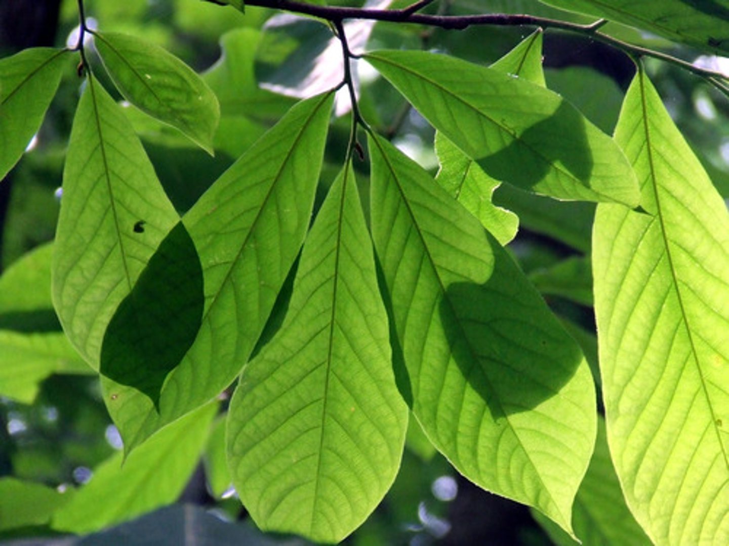 <p>ID Key: Hound ear leaves, naked bud</p>