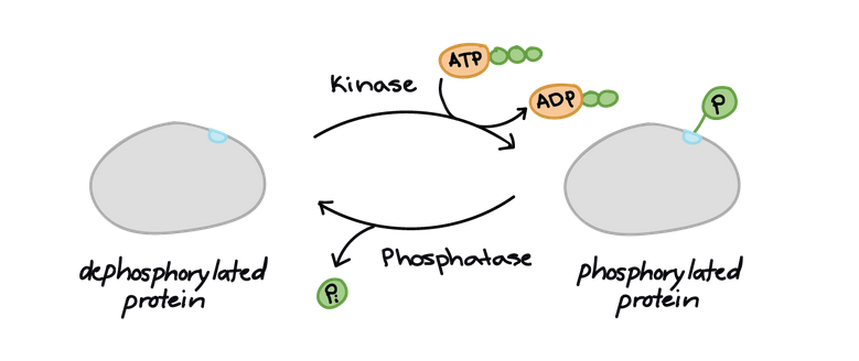 <p>addition of a phosphate group to one or more sites of a protein. acts as a switch. </p>