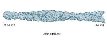 <p>A globular protein that links into chains, two of which twist helically about each other, forming microfilaments (actin filaments) in muscle and other kinds of cells. </p>