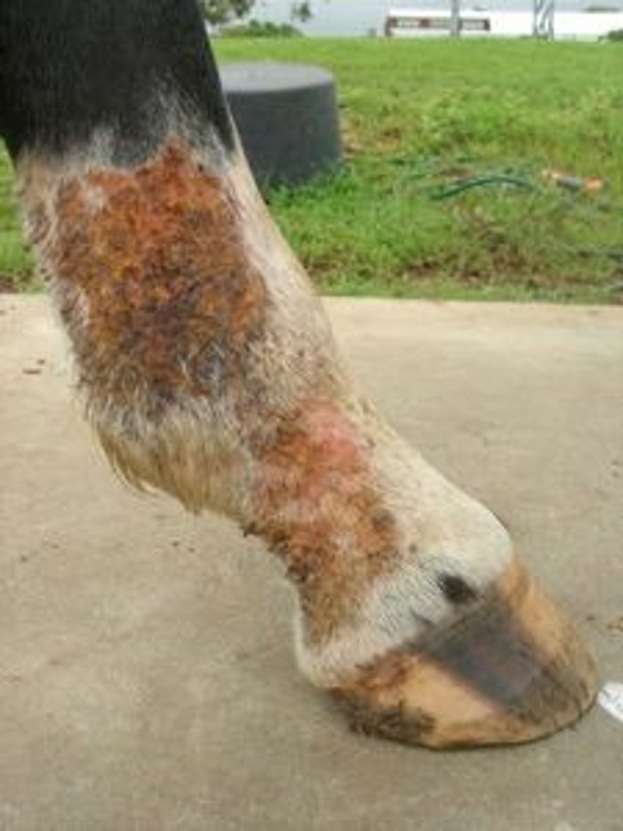 <p>Dermatitis verrucosa</p><p>Chronic seborrheic dermatitis of the plantar surface of the fetlock or pastern</p><p>Usually found on hindlimbs; can also affect palmar surface of fetlock on forelimb</p><p>Greasy, foul-smelling lesions</p><p>May have lameness</p><p>Prevention: Good housing conditions</p><p>TX: Clipping hair and cleaning with soap/water, topical antiseptic</p><p>TBX, tetanus prophylaxis (if cellulitis develops)</p>
