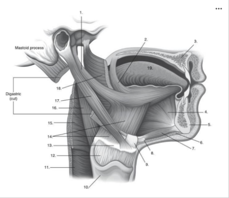 <p>Identify <strong>number 5</strong> in the image below:</p>