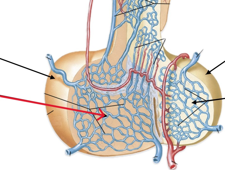 <p>Which part of the hypophyseal portal system:</p><ul><li><p>In the anterior lobe of pituitary gland</p></li></ul><p></p>