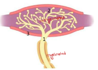 <p>unmyelinated tree branches of an axon embedded in glial cells, surrounded by endoneurial capsule</p>