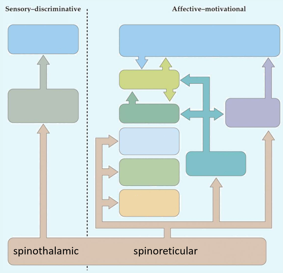 <p>What is the medium green part of the spinoreticular pathway?</p>