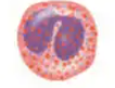 <p>what type of blood cell is this?</p>