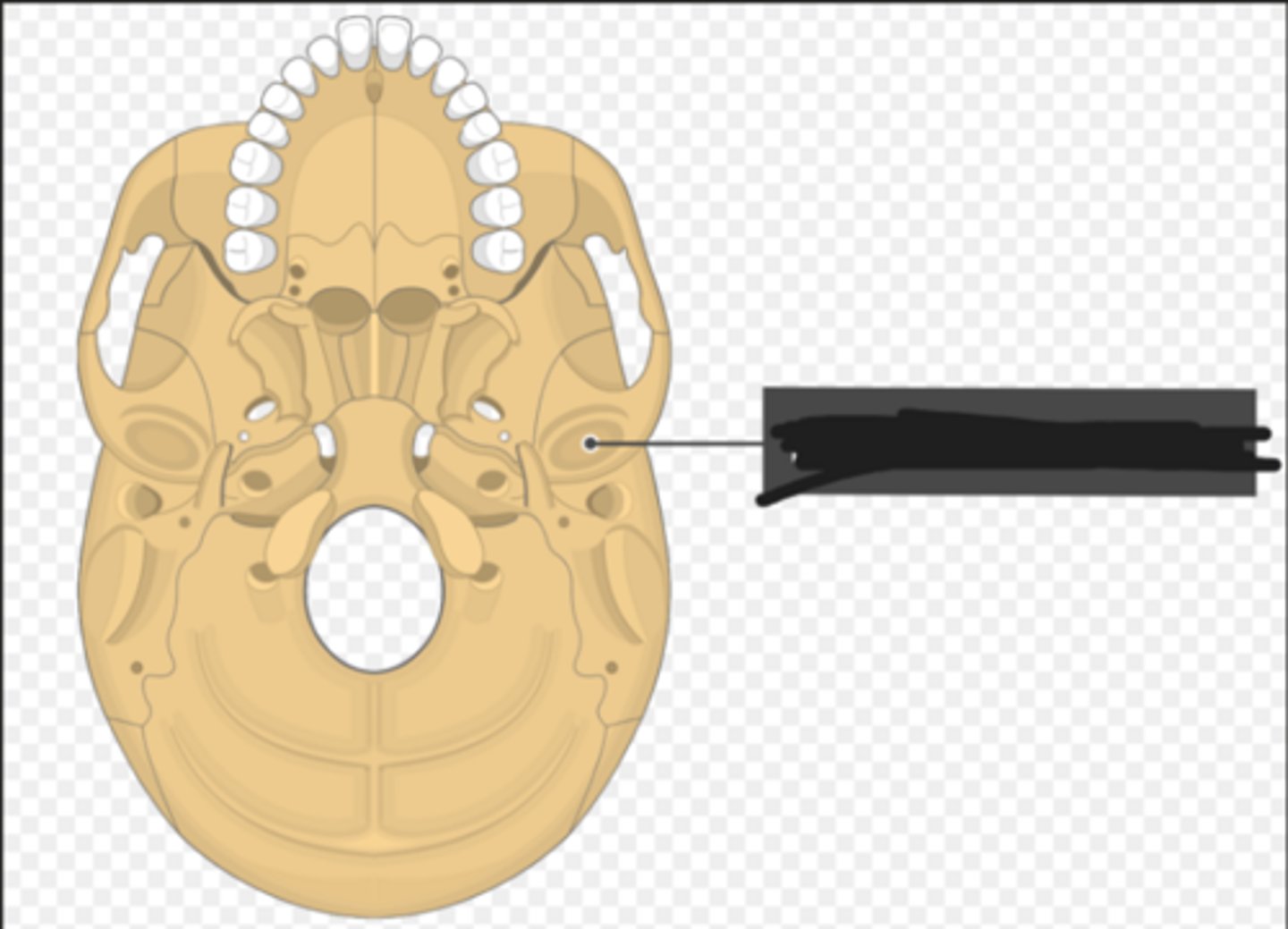 <p>Mandibular fossa of the temporal bone</p>