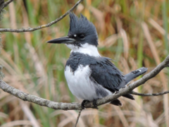 <p>Belted Kingfisher</p>