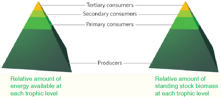 <ul><li><p>Energy becomes increasingly scares as it moves up through successive trophic levels</p></li><li><p>The number of top carnivores provides an estimate of the health of an ecosystem</p></li><li><p>No more than 4 or 5 trophic levels</p></li></ul><p></p>