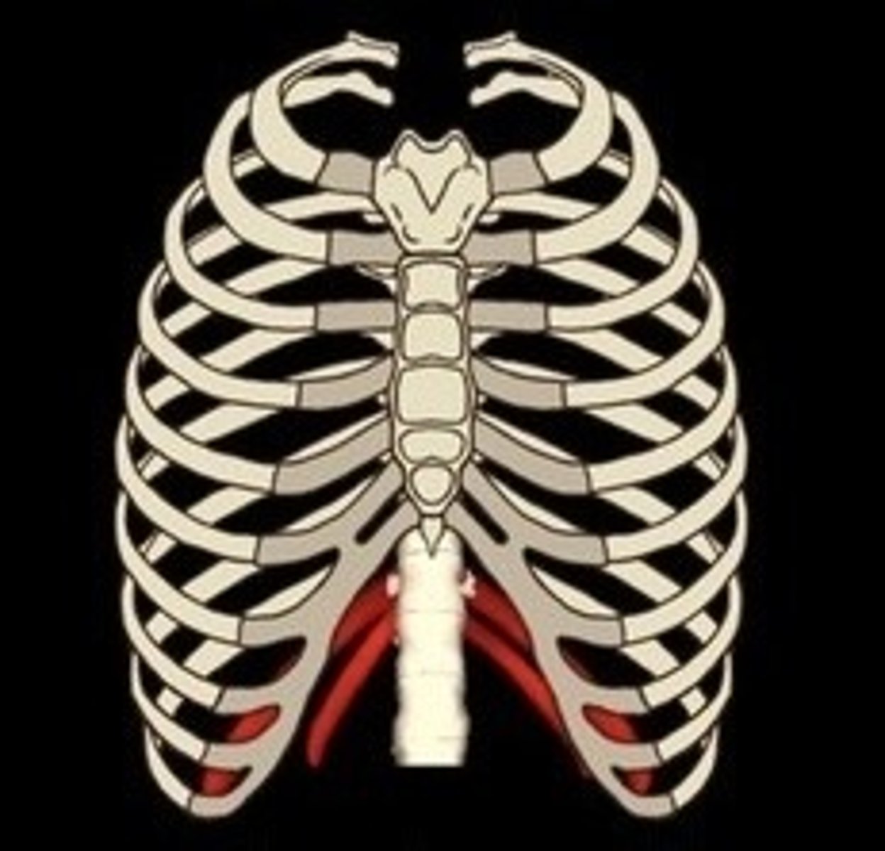 <p>Ribs 11-12, not attached to sternum.</p>
