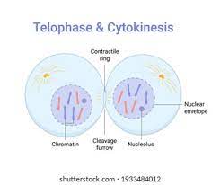 the process of a cell dividing into two daughter cells