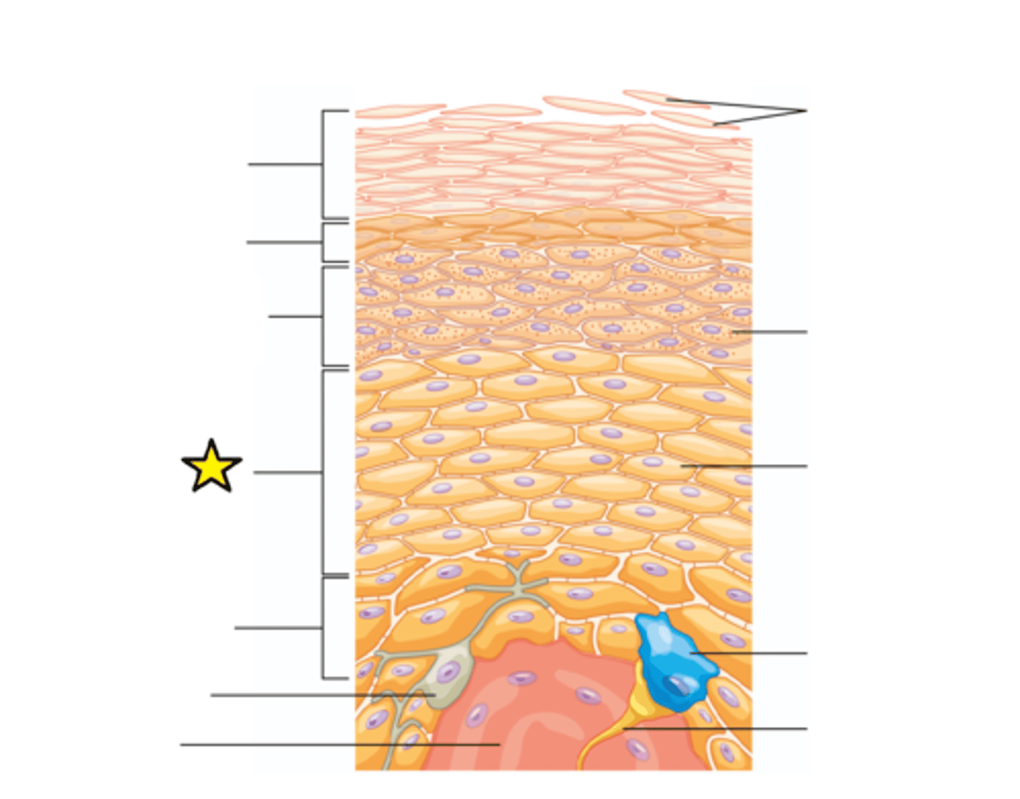 <p>The "spiny layer"; Composed of 8-10 layers of keratinocytes bound together by desmosomes; Contains dendritic (Langerhans) cells defending against microorganisms and superficial skin cancers</p>