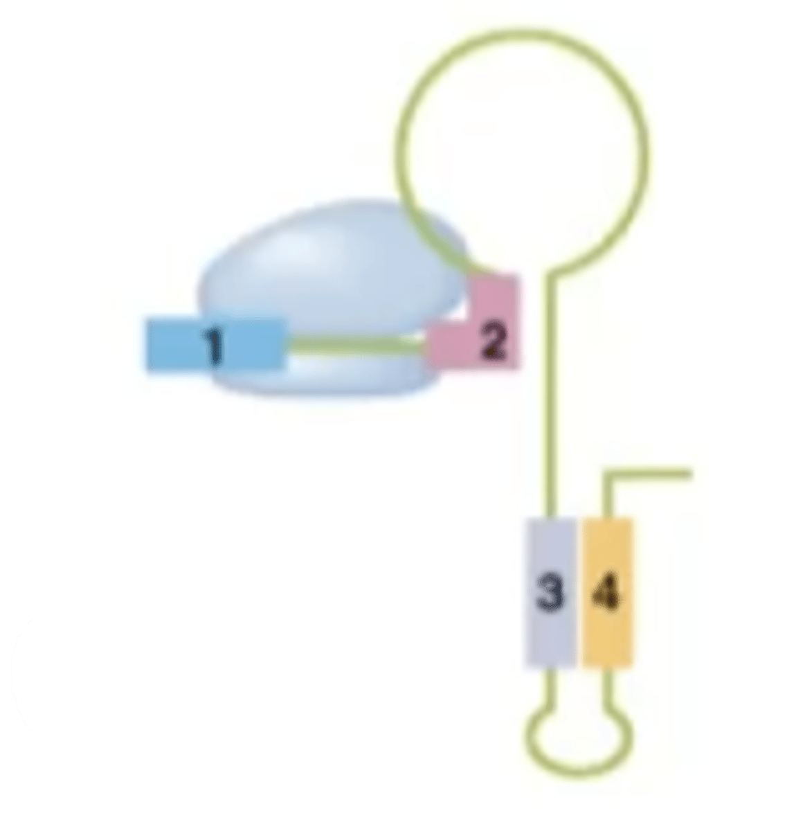 <p>termination structure</p>