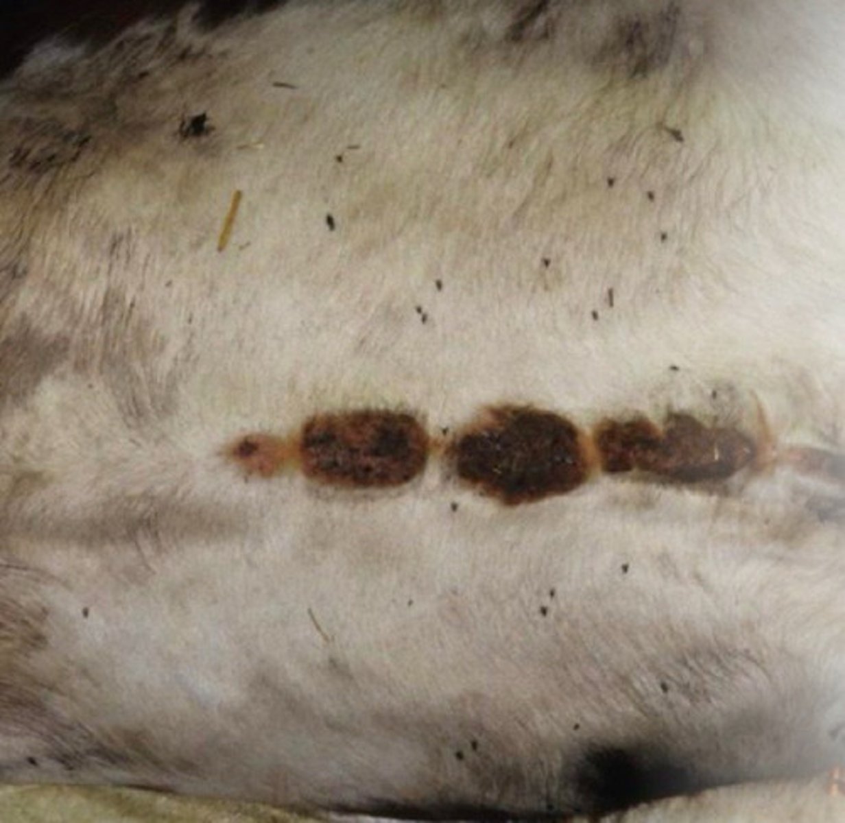 <p>What is happening on the ventral midline of this cow, caused by a nematode leading to filarial dermatitis but clinically INSIGNIFICANT lesions?</p>