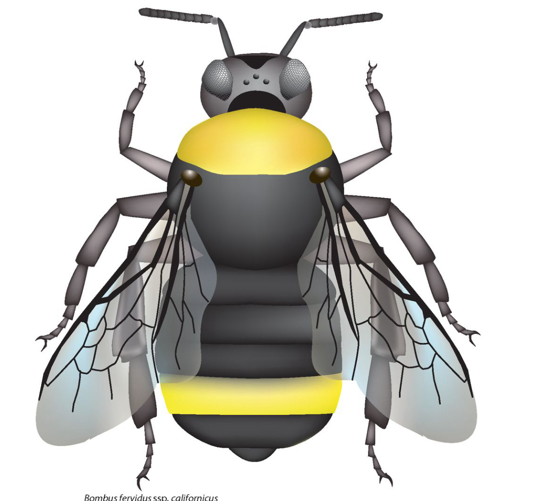 <p>Face - black, long</p><p>Cheek -&nbsp;very long</p><p>Vertex - black</p><p>Thorax - color pattern can vary</p><p>Pleura - black</p><p>Wings - dark</p><p>Abdomen - color pattern can vary. always with yellow on at least T4 - and often T1-4; T5 black</p>