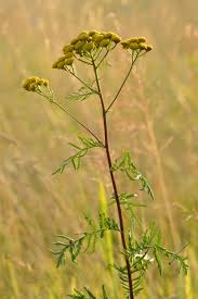 <p>Tansy&nbsp;</p>