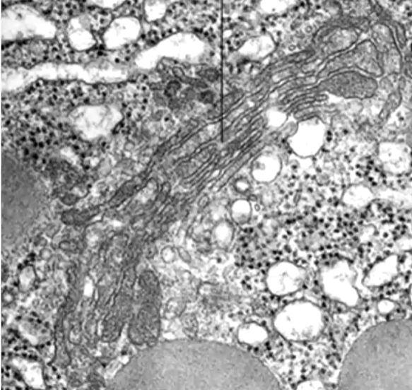 <p>A stack of <strong>flattened membrane vesicles</strong></p>