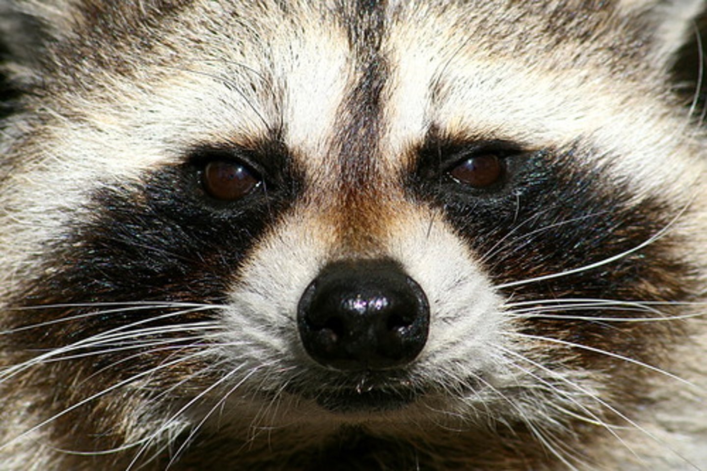 <p>raccoon</p>