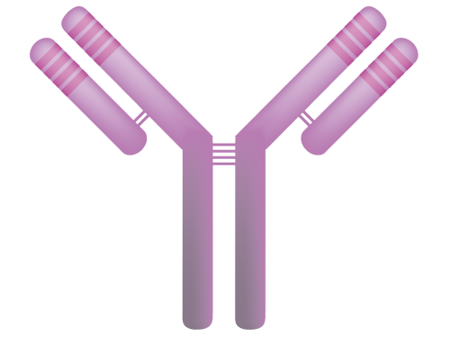 <p>Label the structure of an antibody </p>