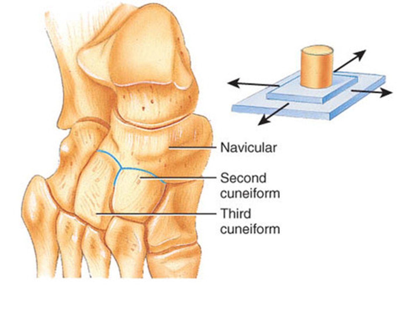 <p>Name this type of synovial joint</p>