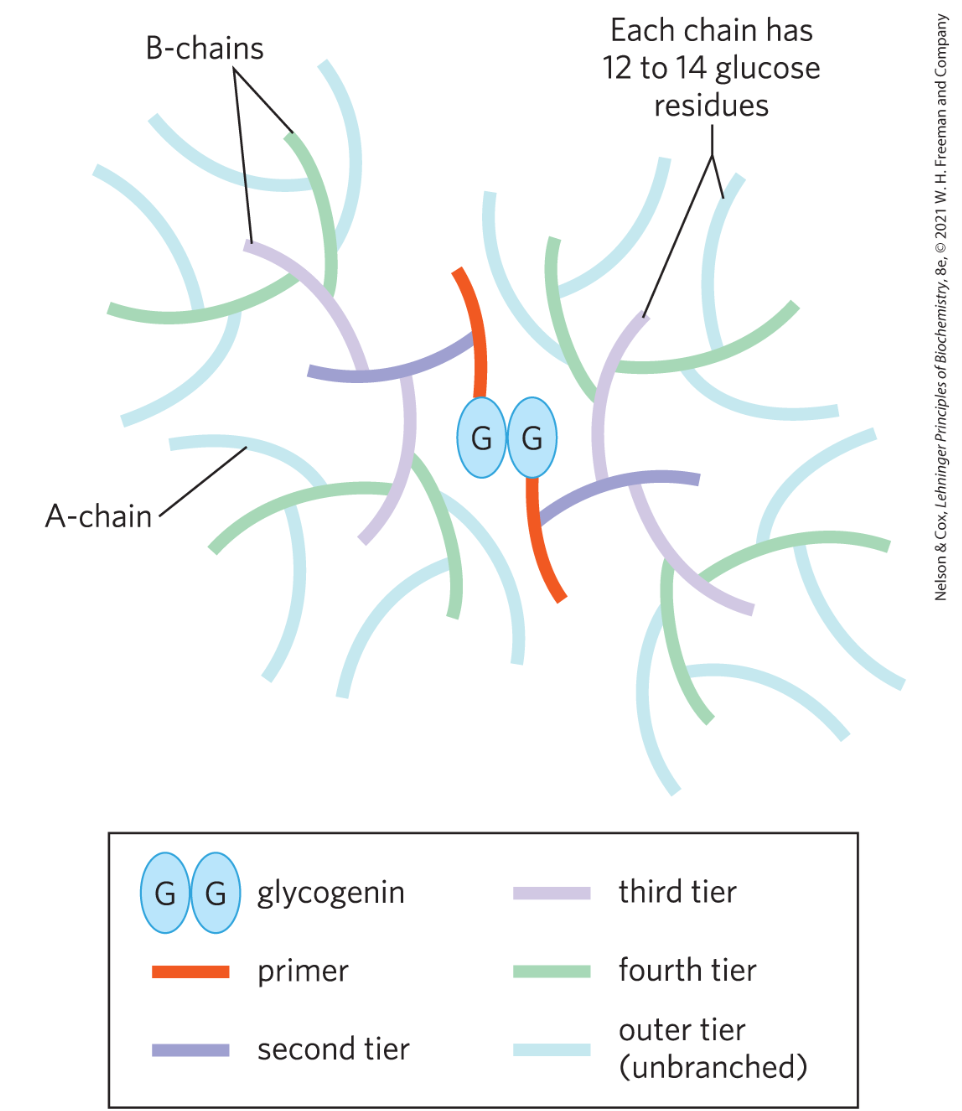 *  Glycogenin primer = protein primer that serves as a primer for glycogen synthesis.
* Multiple branches (tiers) 