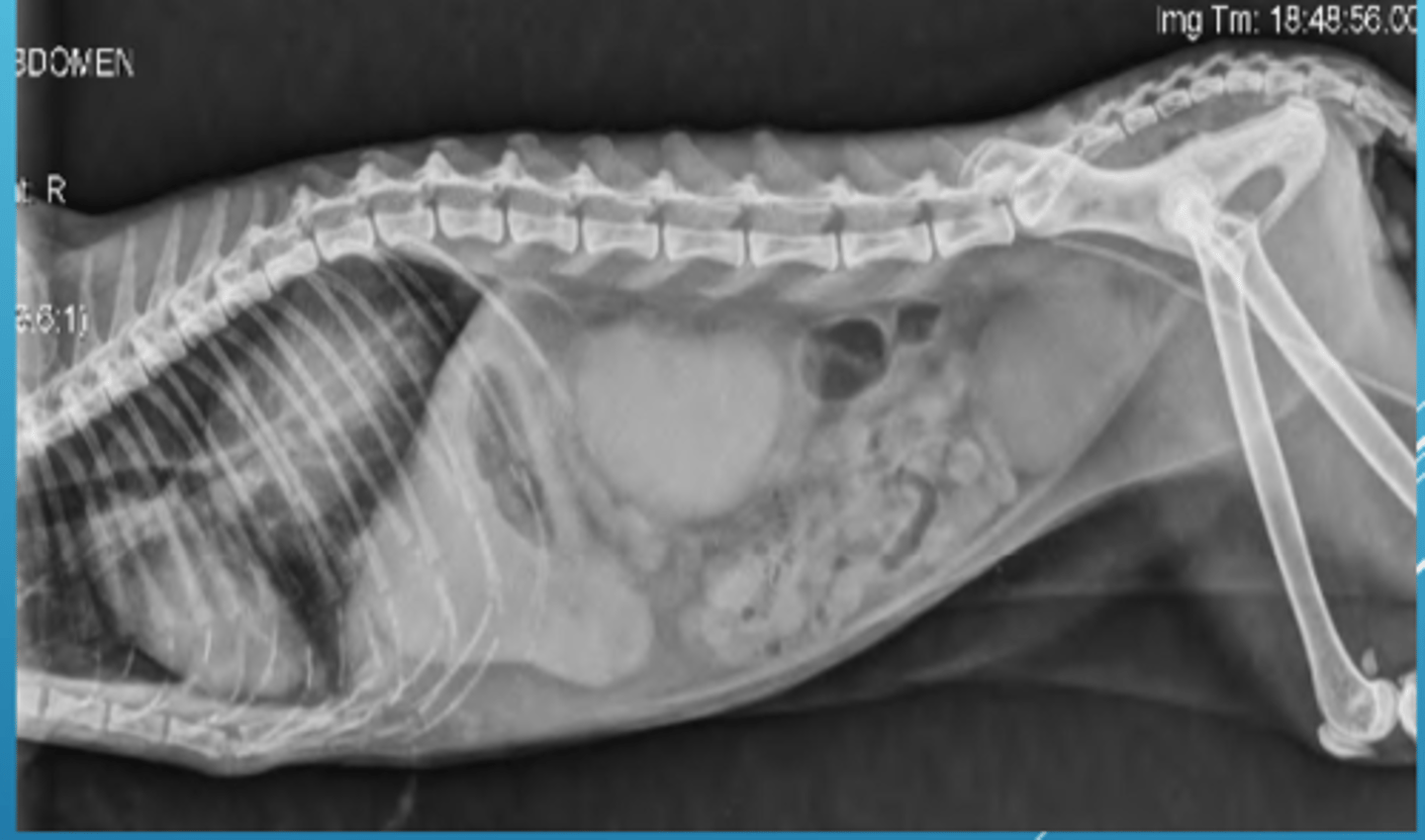 <p>&gt; Safety of the patient and the personnel</p><p>&gt; Accurate views with single exposure (always take 2 views for overall circumference)</p><p>&gt; Overall well-being of the patient</p><p>&gt; Timely execution</p><p>&gt; Using calming techniques (talking to the patient, using proper minimal restraint, know what you're doing)</p><p>&gt; Practice and study before lab!</p>