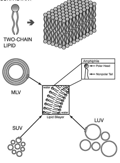 <p>Why do liposomes form?</p>