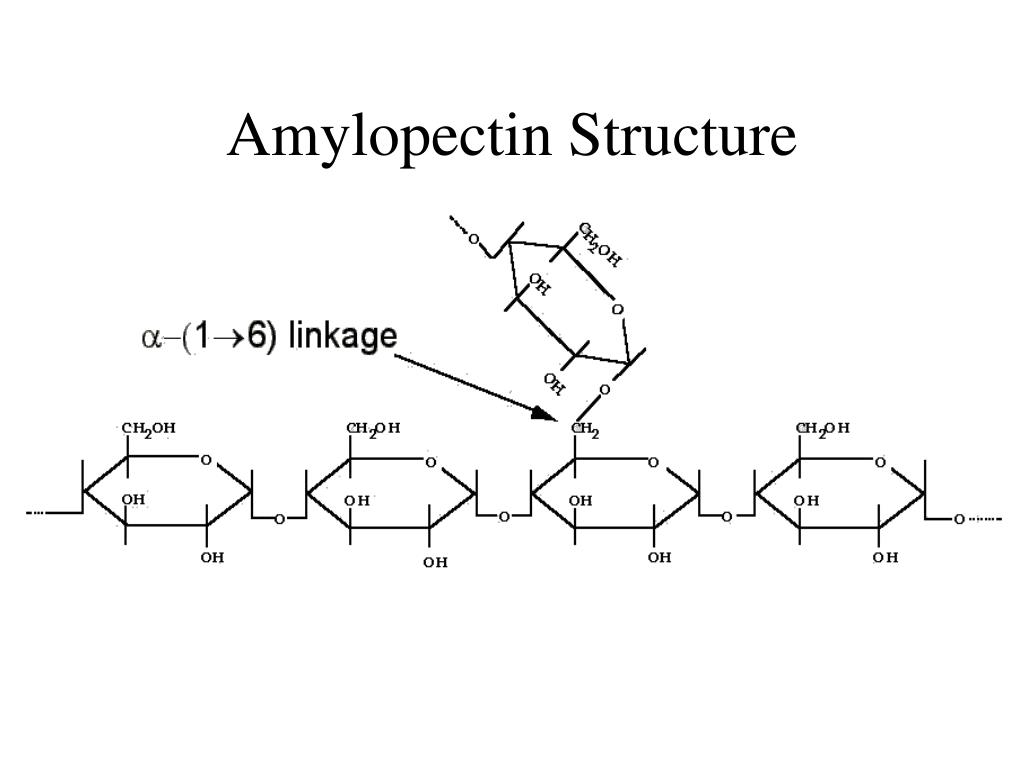 * long chains of alpha-glucose with glycosidic bonds between carbon-1 and carbon-4
* at every 20th glucose molecule, an additional glucose molecule bonds at carbon-6 creating a branched structure
* glucose molecules can easily be added to amylopectin by condensation or removed by hydrolysis