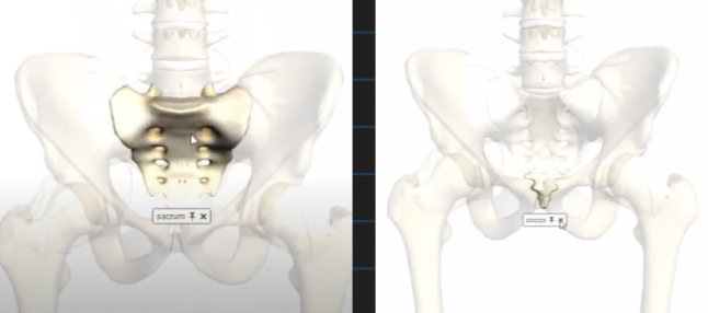 <ul><li><p>at the end of all of the 24 articulating vertebra </p></li><li><p>consist of fused bones </p></li></ul><p></p>