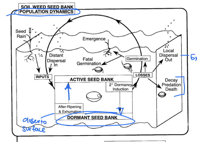 <p>inputs from various factors, active and dormant seed banks, ripening ebtween, losses due to decay or predation, germination or dispersal out</p><p>fatal germination or emergence and cycle continues</p>