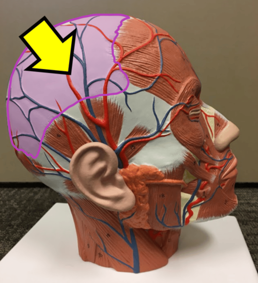 <p>Name the highlighted structure.</p>