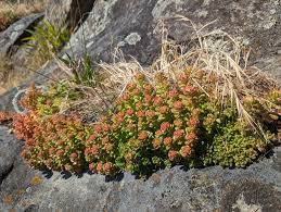 <p><em>Sedum</em> (Stonecrop)</p>