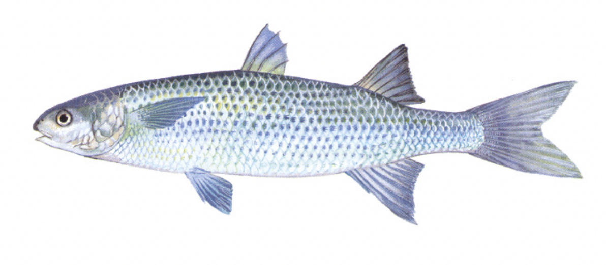 <p>Striped Mullet<strong> Genus</strong></p>
