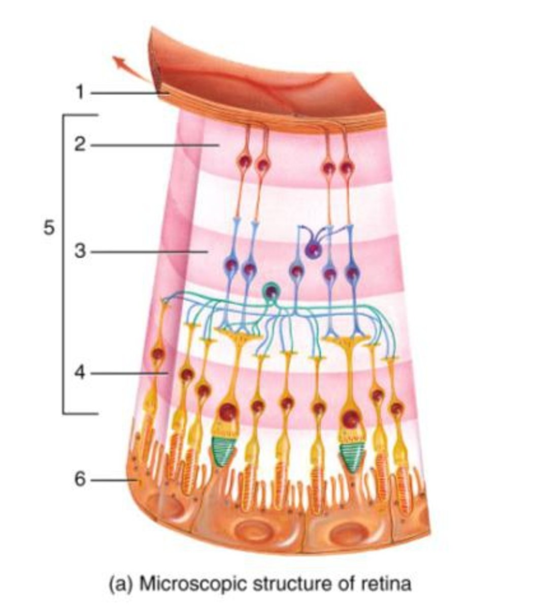 <p>-Firmly attached to the underlying choroid</p><p>-Its pigment depends on the animal type</p><p>-Shield retina from excess incoming light by reflecting light out of the eye</p><p>-Back of the eye, light hits this part of the retina first</p>
