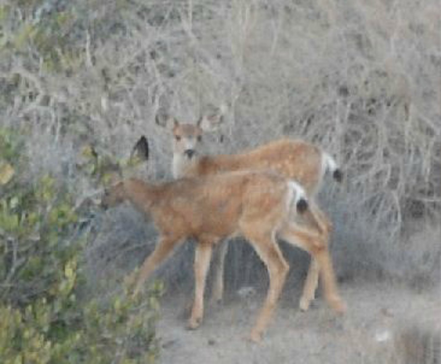 <p>Identify the species shown:</p>