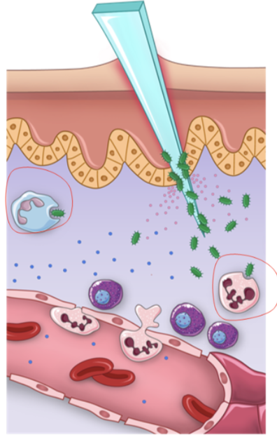<ul><li><p>at the infection site, neutrophils and other phagocytes ie. macrophages and dendritic cells, engulf the pathogens</p></li></ul><p></p>