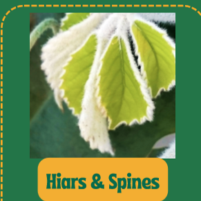 <p>tiny hairs protect the leaves from sunburn and prevents drying out in wind</p><p>spines protect against herbivores</p><p>eg. kiwi, cacti, rose</p>