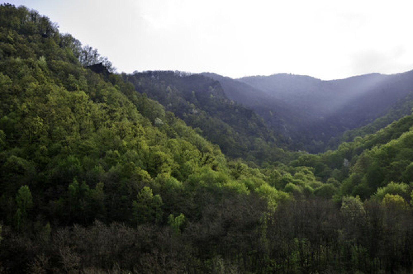 <p>những rừng cây rậm rạp</p>