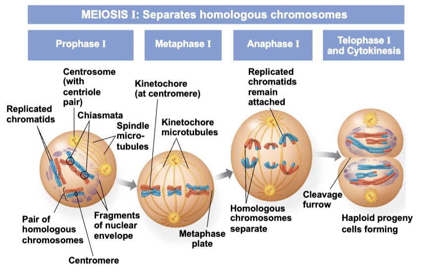 <p>separates homologous chromosomes, PMAT I</p>