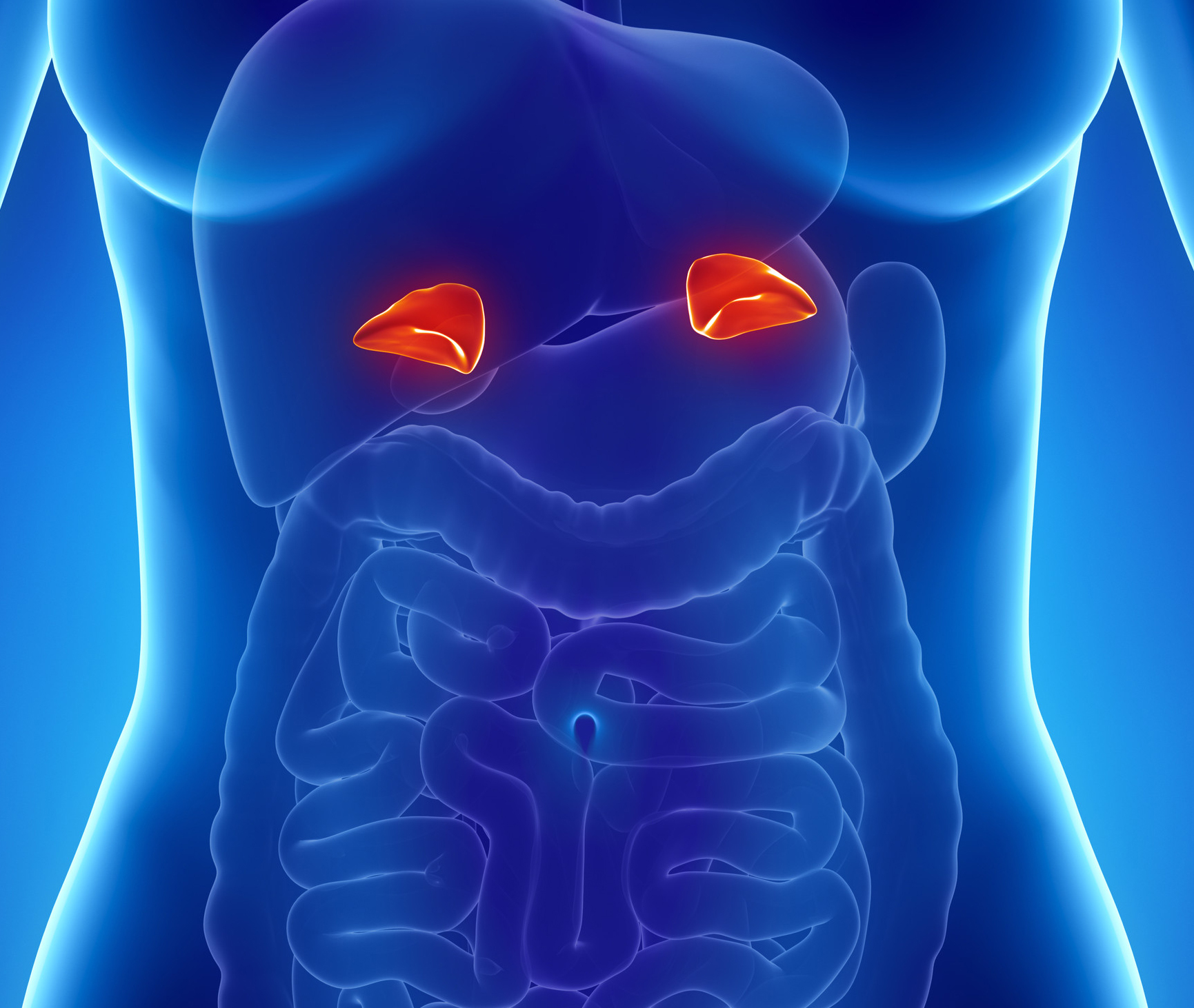 <p>either pair of complex endocrine glands situated near the kidney; releases adrenaline</p>