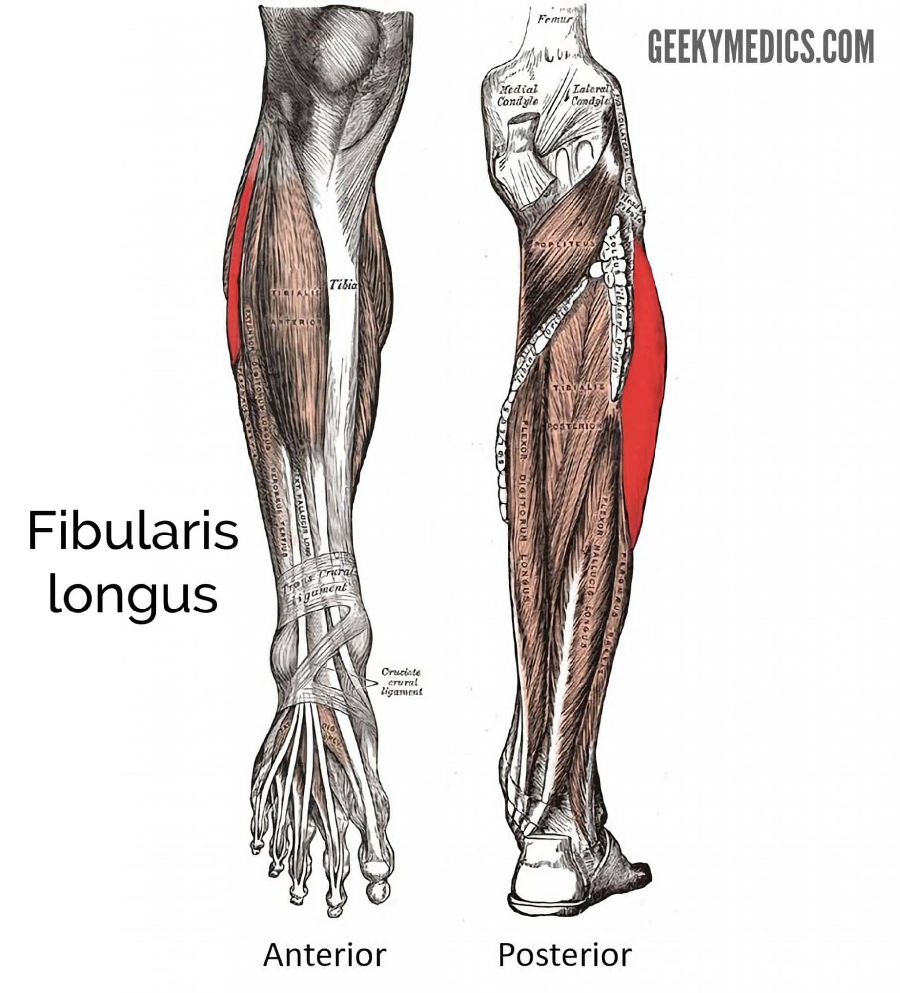 <p><span>Everts and plantar flexes foot.</span></p>