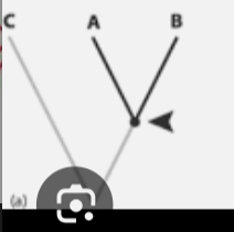 <p>groups in phylogenetic nomenclature defined by the last common ancestor of specific named taxa; includes the ancestor and all of the descendants </p>