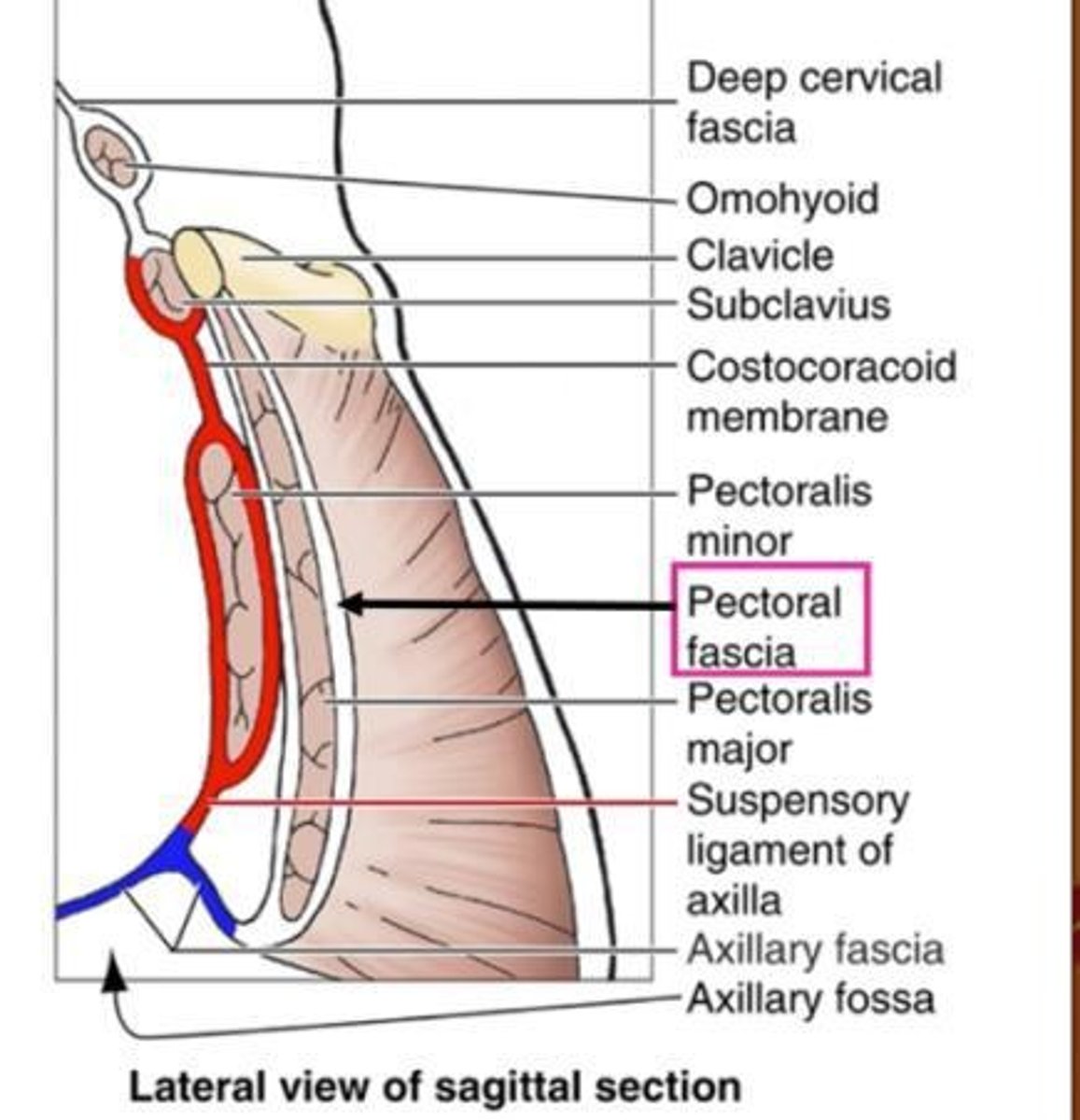 <p>Includes musculature fascia that compartmentalizes, surrounds muscles, and attaches to bone.</p>