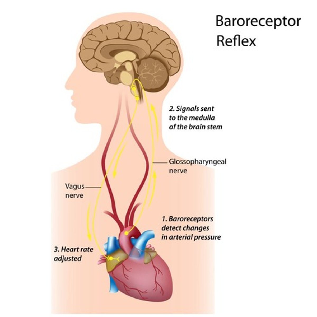 <p>the primary reflex pathway for homeostatic control of blood pressure</p><p>- may cause reflex tachycardia and increase cardiac output (dihyropyridines, alpha-1 blockers, direct vasodilators)</p>