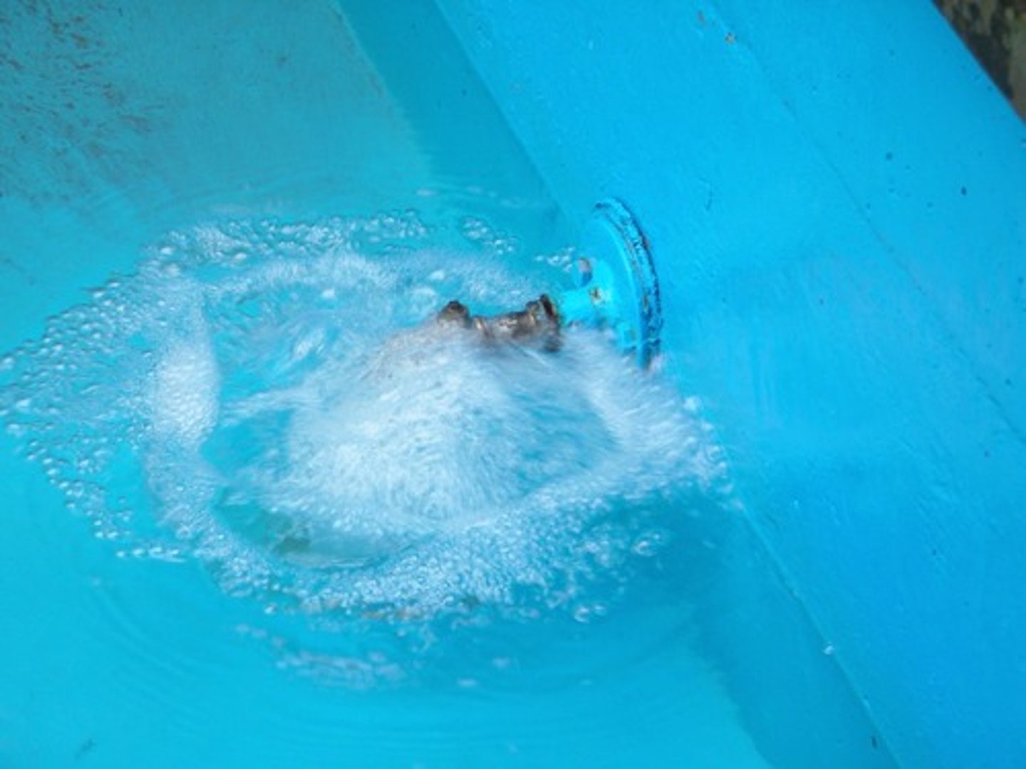 <p>غرغر، يغرغر</p>