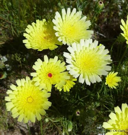 <p>Desert Dandelions</p>
