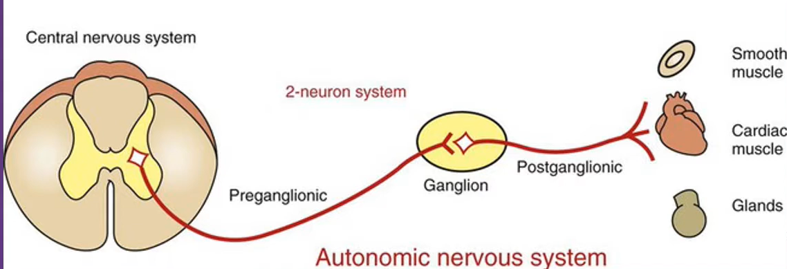<p>2-neuron pathway</p><p>-starts at spinal cord, ends at effector</p><p>-preganglionic neurons and postganglionic neuron</p>