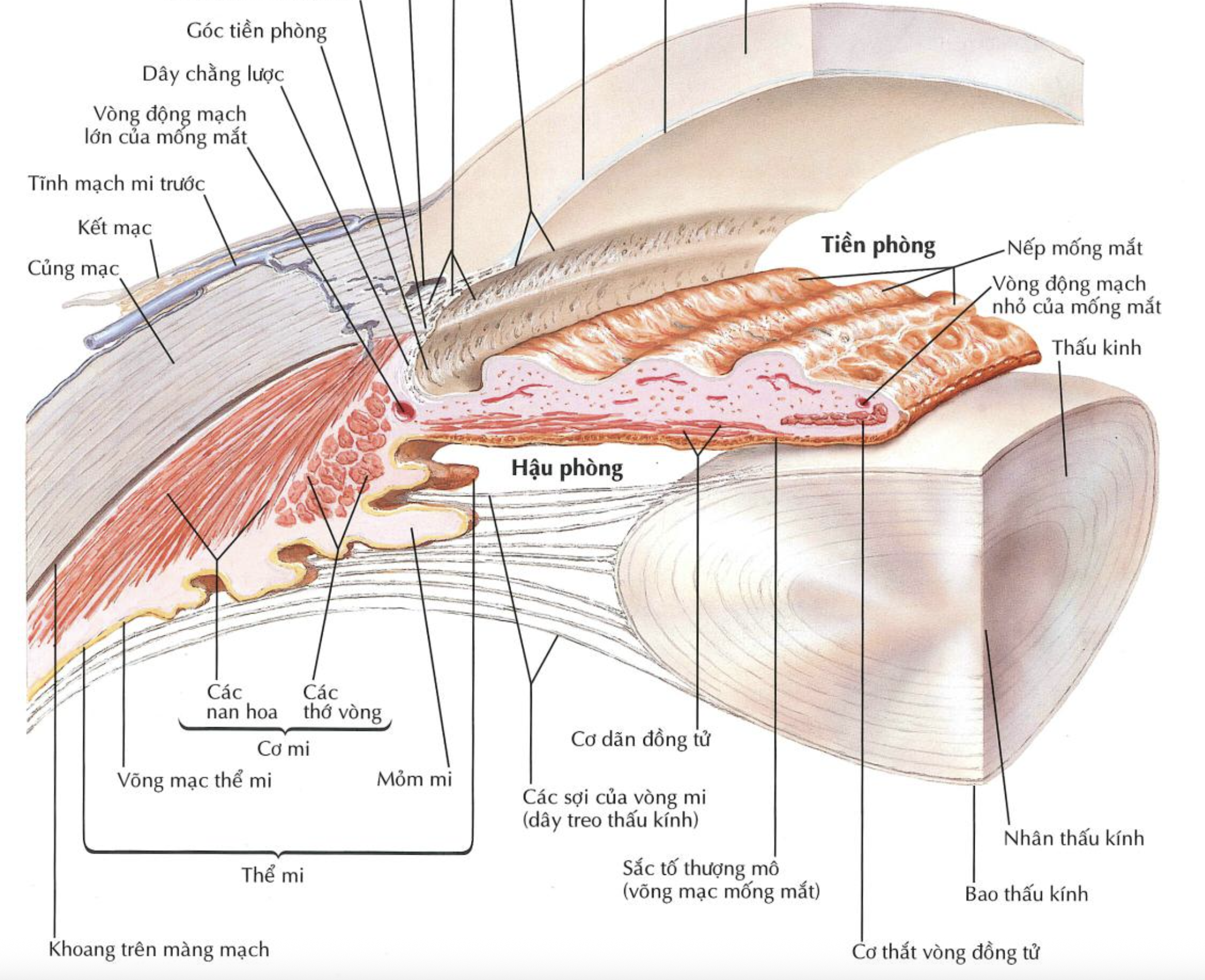 <p>Nêu 4 thành phần của mạc ổ mắt ? </p>