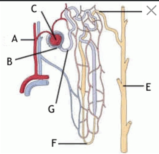 <p>The picture represents a nephron, what is F?</p>