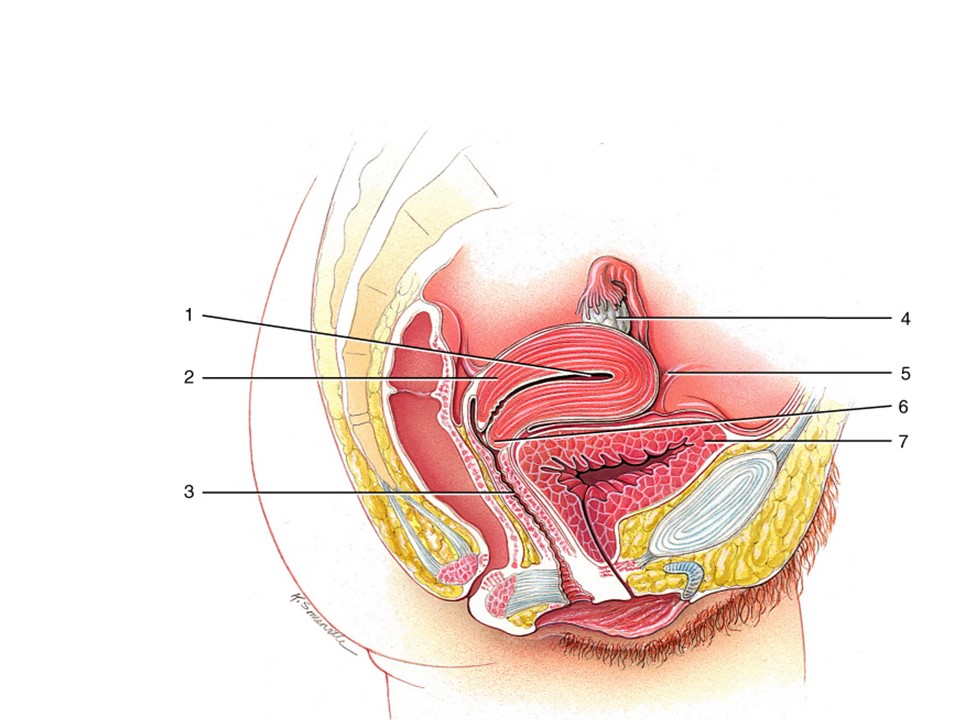 <p>Which part anchors the uterus to labia majora?</p>